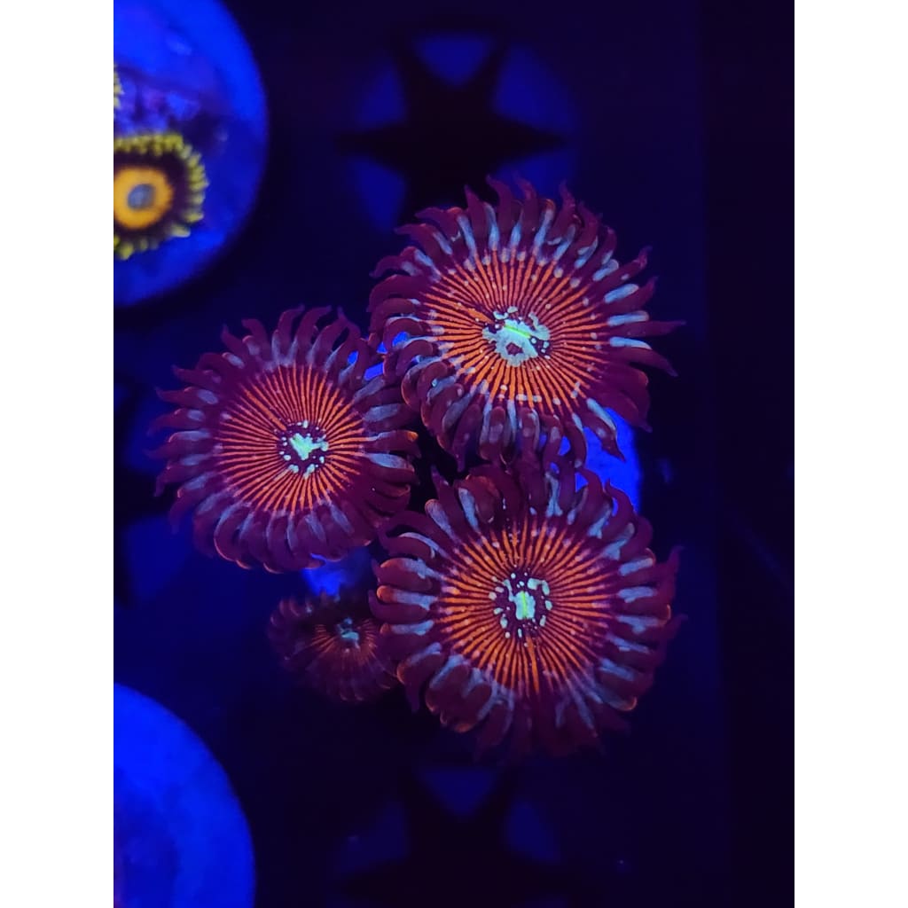 Vamp Killers Zoanthid Frag WYSIWYG!