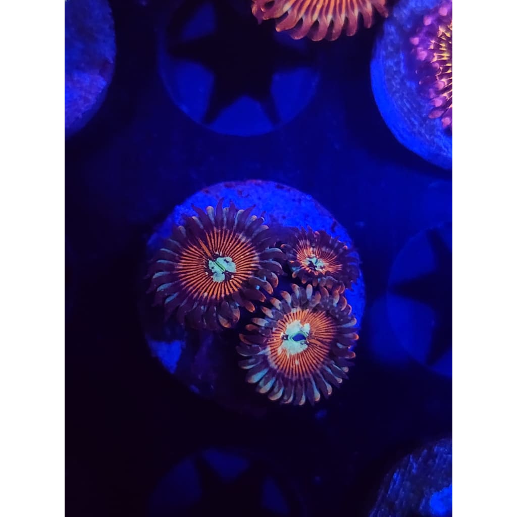 Vamp Killers Zoanthid Frag WYSIWYG!