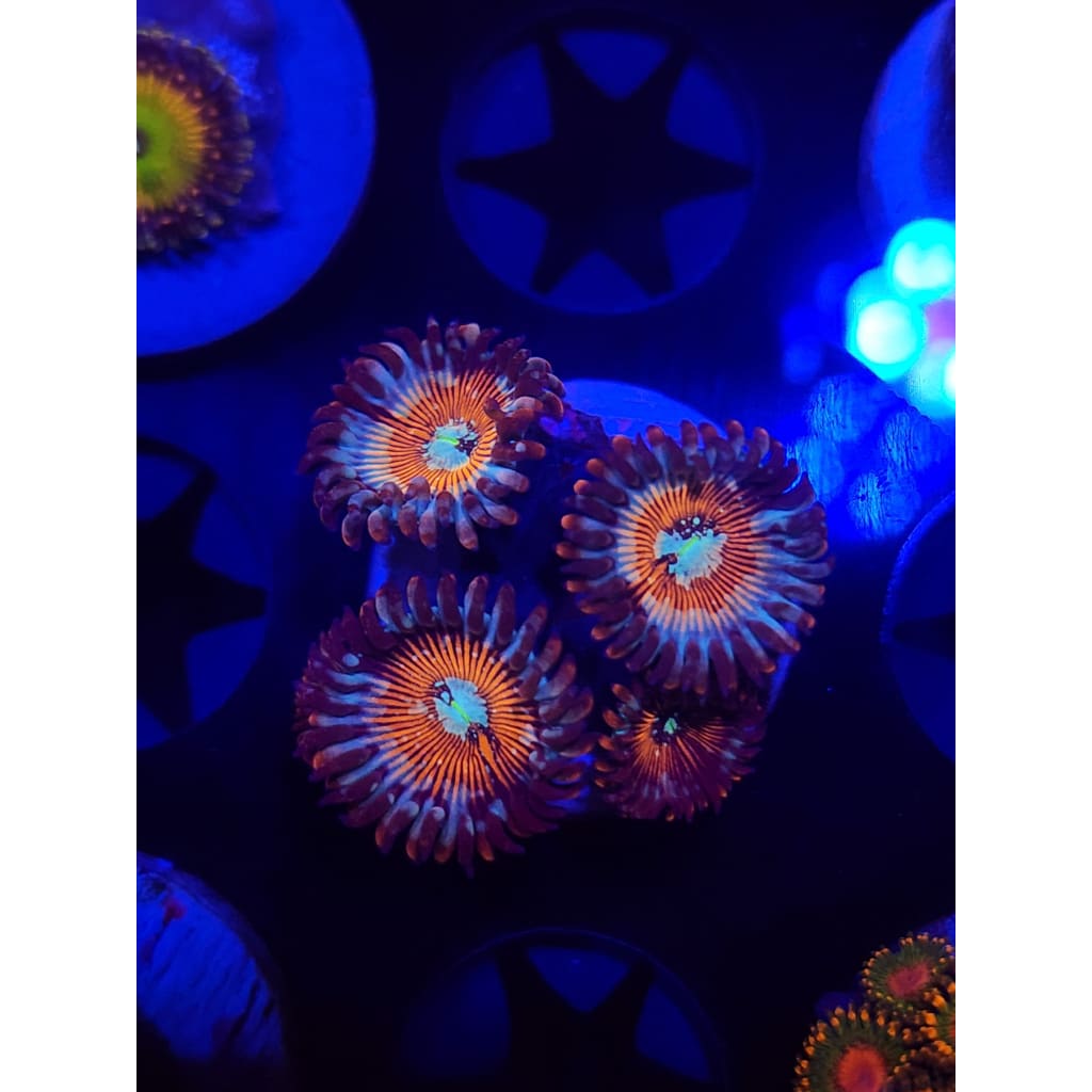 Vamp Killers Zoanthid Frag WYSIWYG!