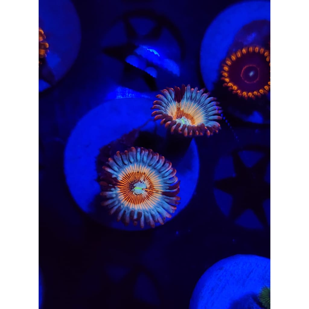 Vamp Killers Zoanthid Frag WYSIWYG!