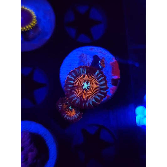 Vamp Killers Zoanthid Frag WYSIWYG!