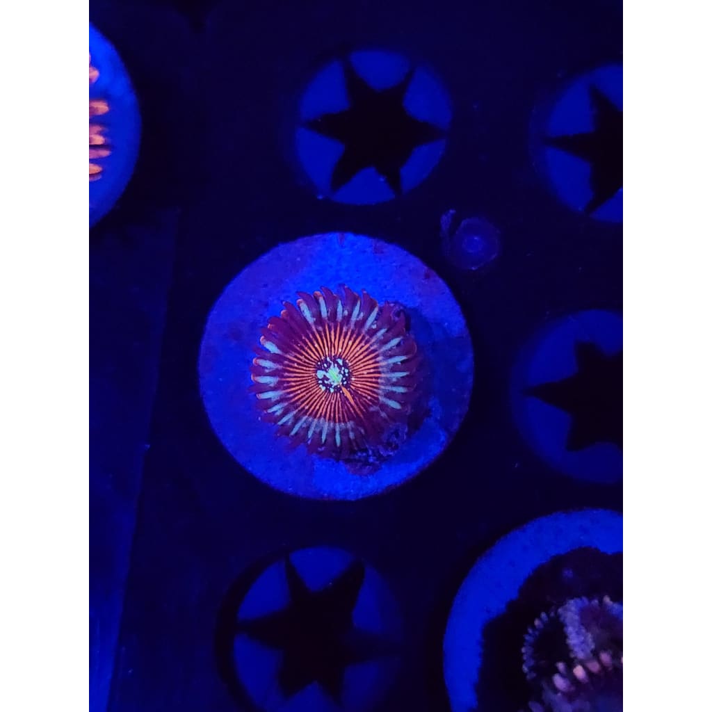 Vamp Killers Zoanthid Frag WYSIWYG!