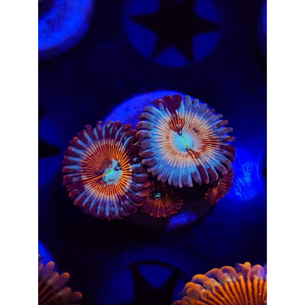 Vamp Killers Zoanthid Frag WYSIYWG!