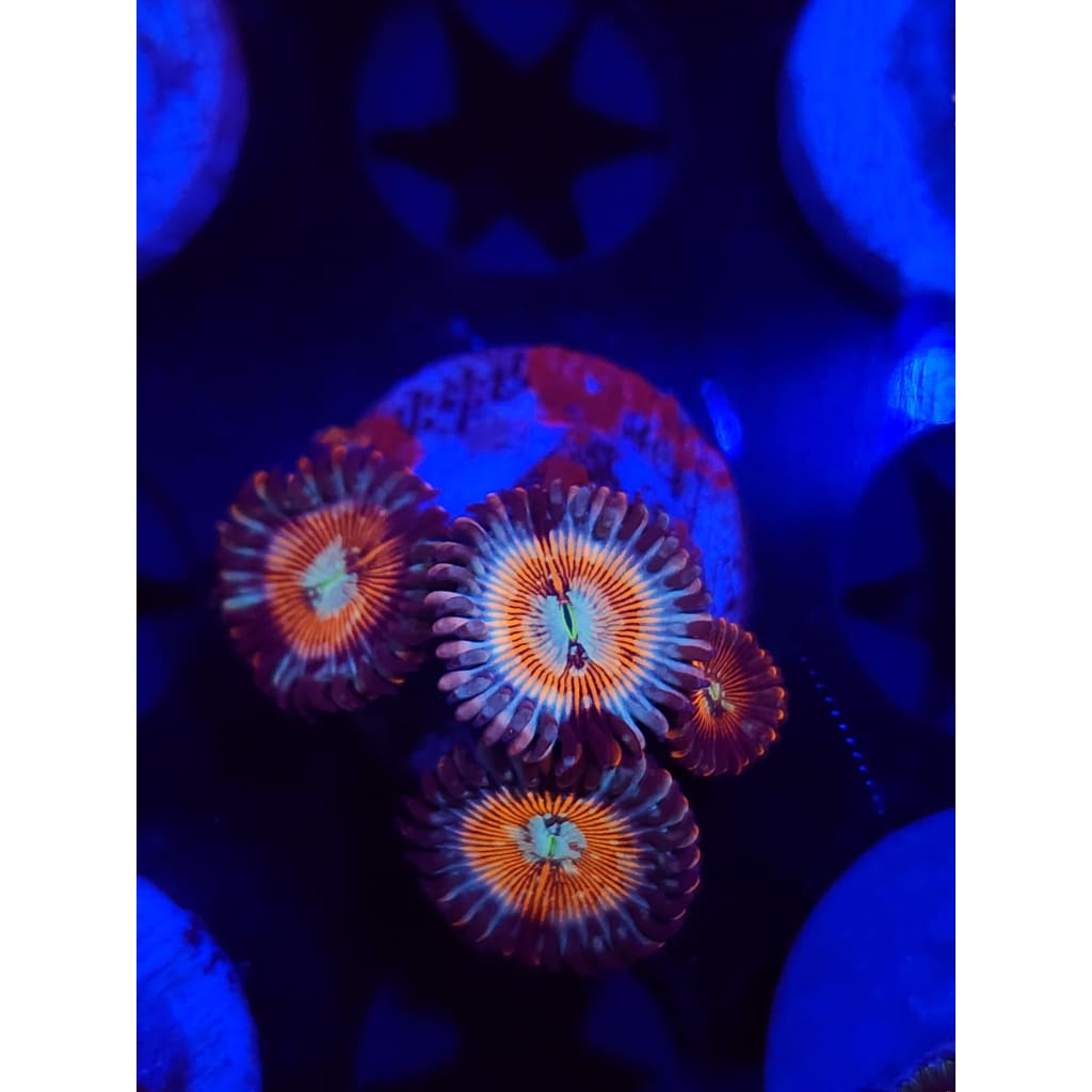 Vamp Killers Zoanthid Frag WYSIYWG!