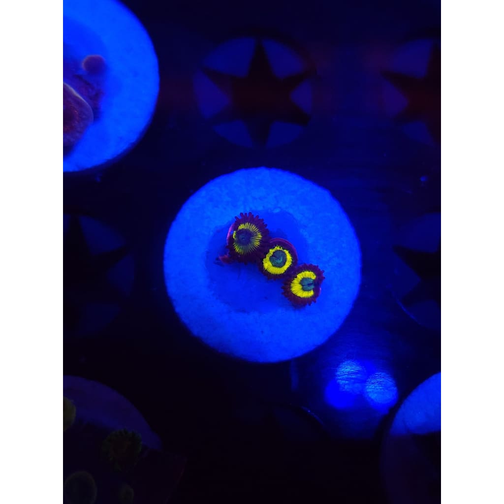 Vulcan Blood Zoanthid Frag WYSIWYG!