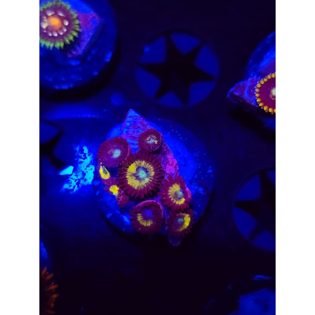 Vulcan Blood Zoanthid Frag WYSIWYG!