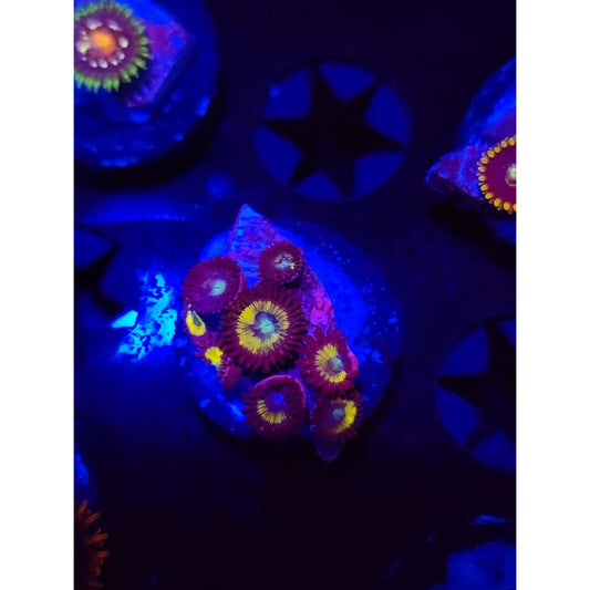Vulcan Blood Zoanthid Frag WYSIWYG!