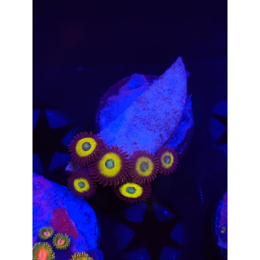 Vulcan Blood Zoanthid Frag WYSIWYG!