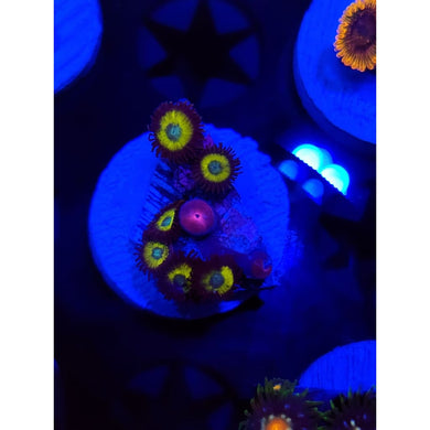 Vulcan Blood Zoanthid Frag WYSIWYG!