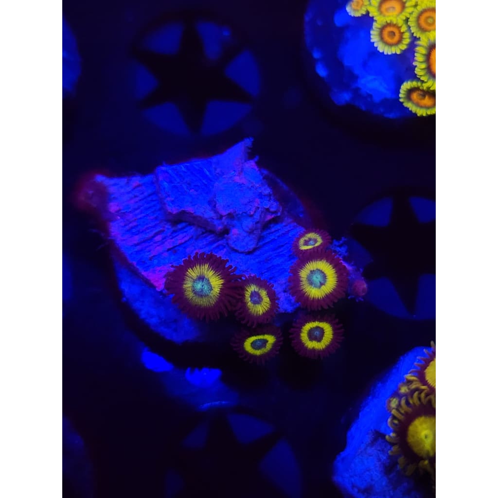Vulcan Blood Zoanthid Frag WYSIWYG!