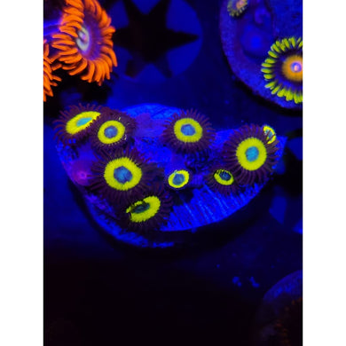 Vulcan Blood Zoanthid Frag WYSIWYG!