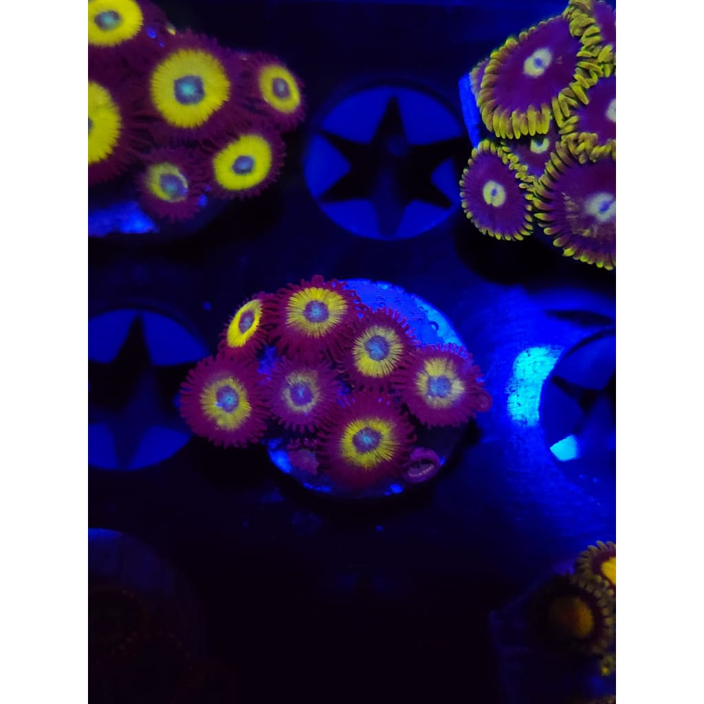 Vulcan Blood Zoanthid Frag WYSIWYG!