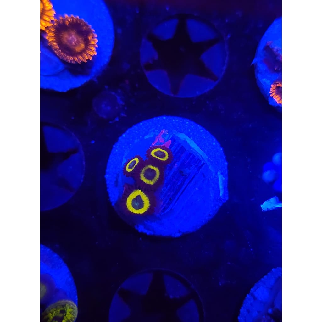 Vulcan Blood Zoanthid Frag WYSIWYG!
