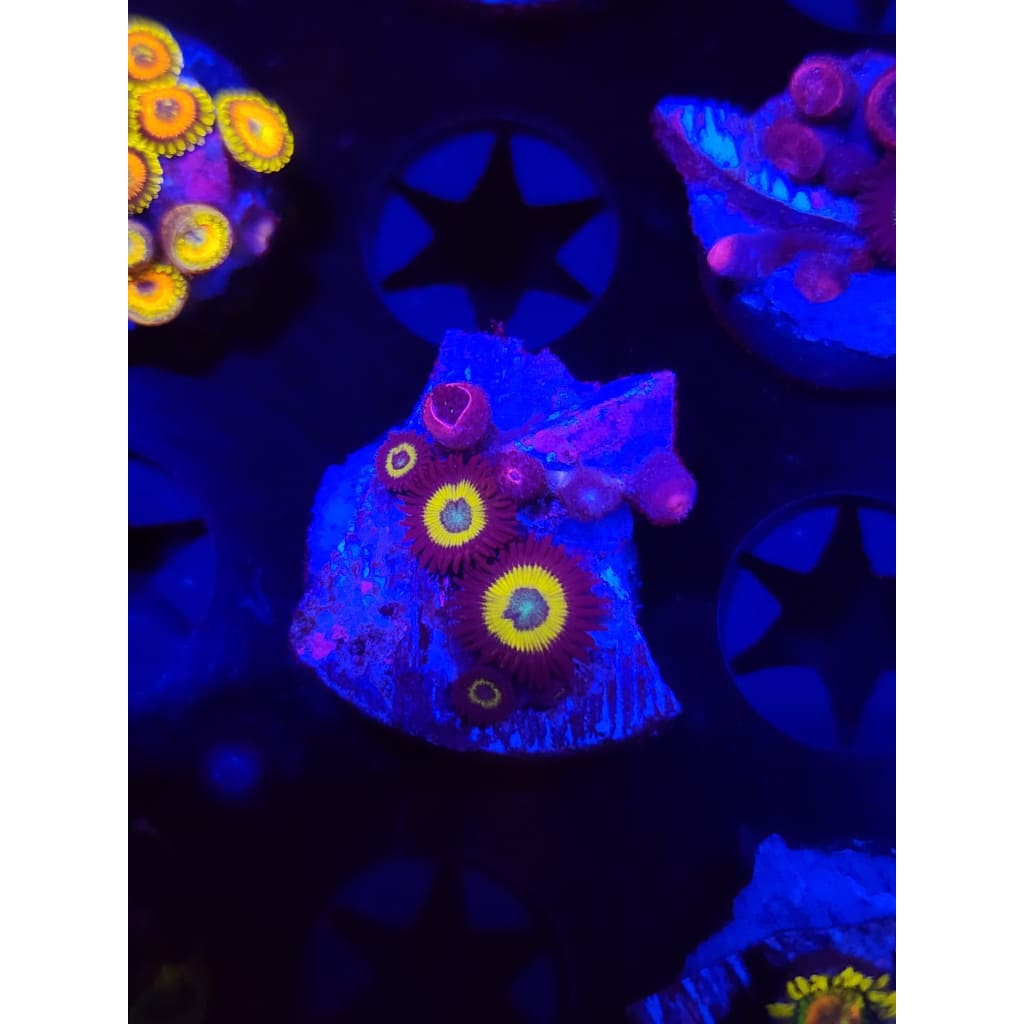 Vulcan Blood Zoanthid Frag WYSIWYG!