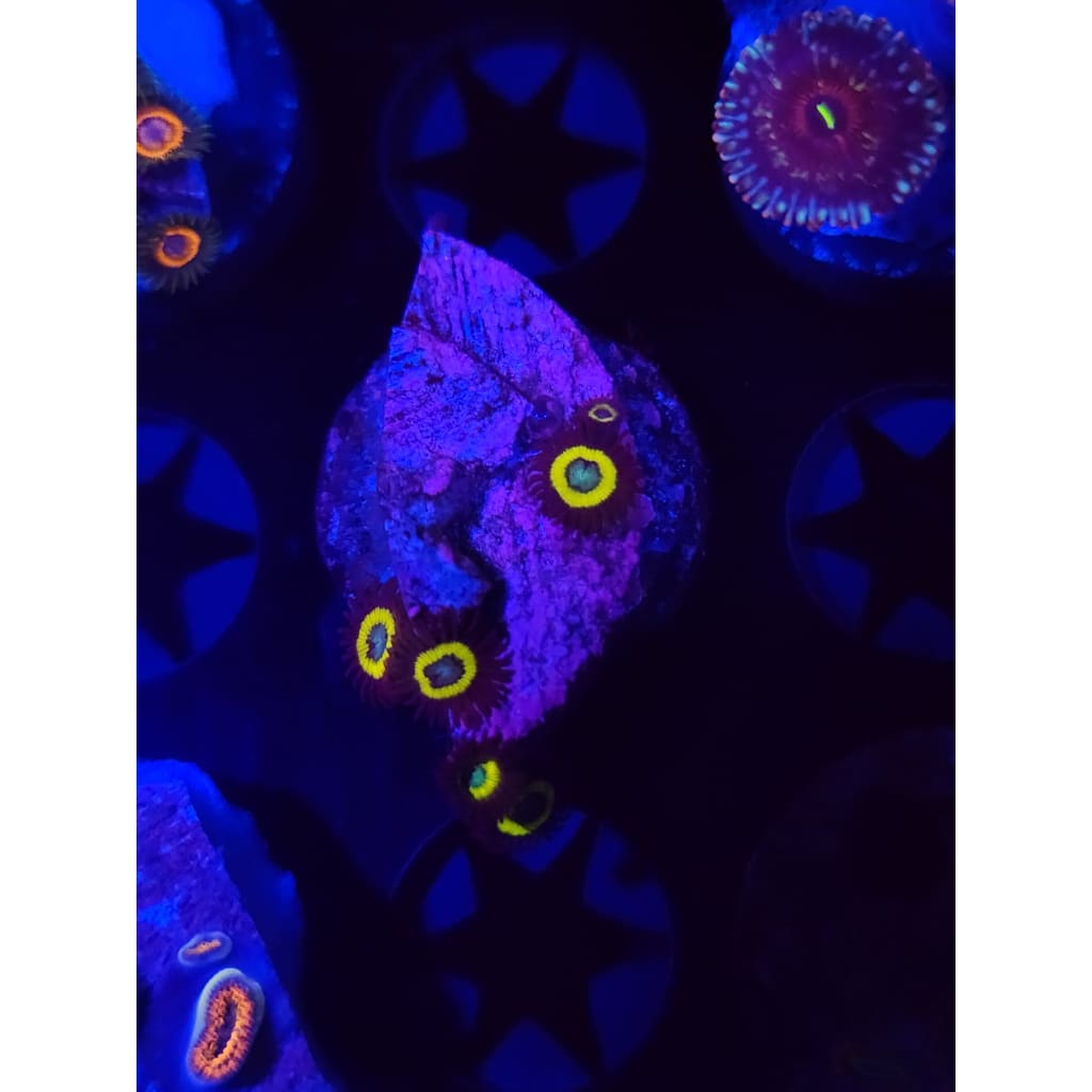 Vulcan Blood Zoanthid Frag WYSIWYG!