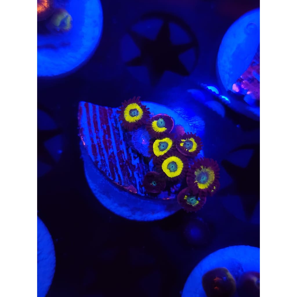 Vulcan Blood Zoanthid Frag WYSIWYG!