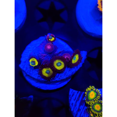 Vulcan Blood Zoanthid Frag WYSIWYG!