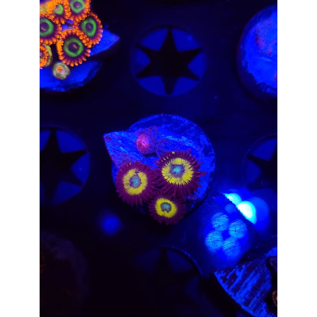 Vulcan Blood Zoanthid Frag WYSIWYG!
