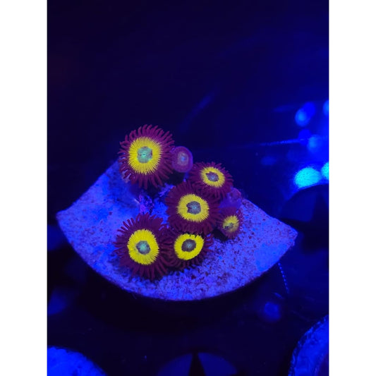 Vulcan Blood Zoanthid Frag WYSIWYG!
