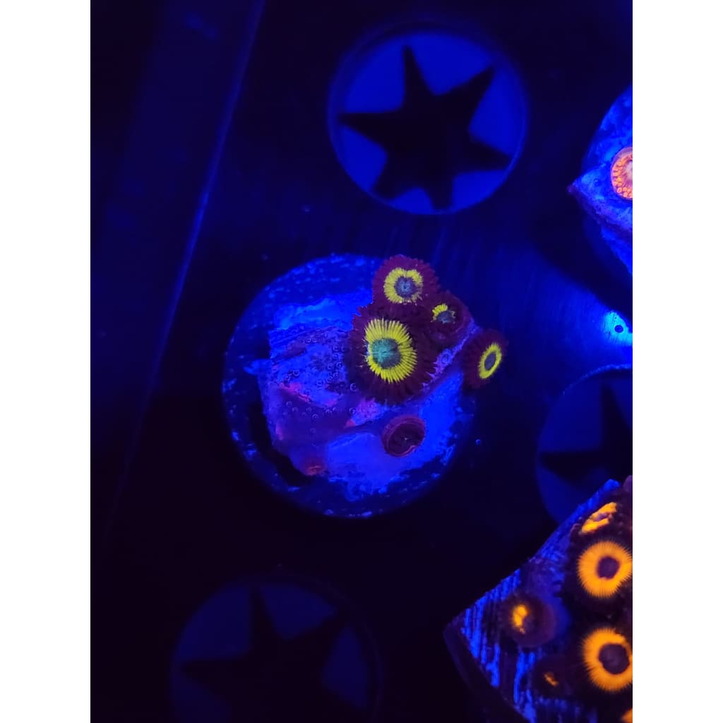 Vulcan Blood Zoanthid Frag WYSIWYG!