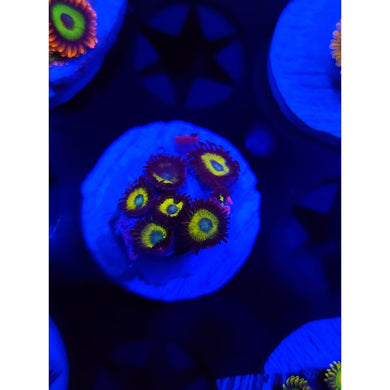 Vulcan Bloods Zoanthid Frag WYSIWYG!