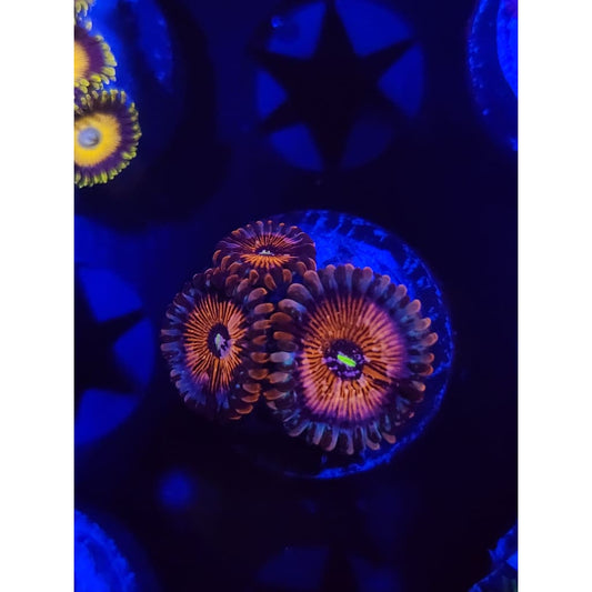 Warlock Zoanthid Frag WYSIWYG!