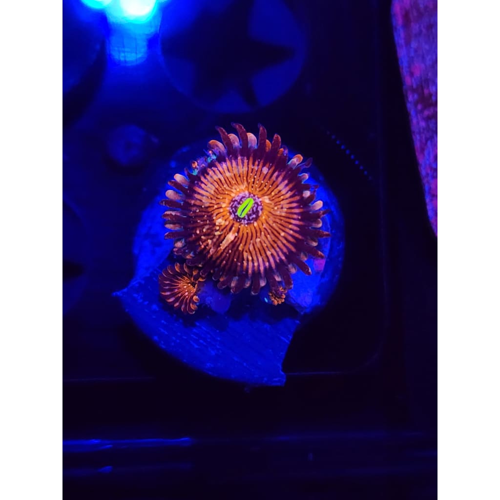 Warlock Zoanthid Frag WYSIWYG!