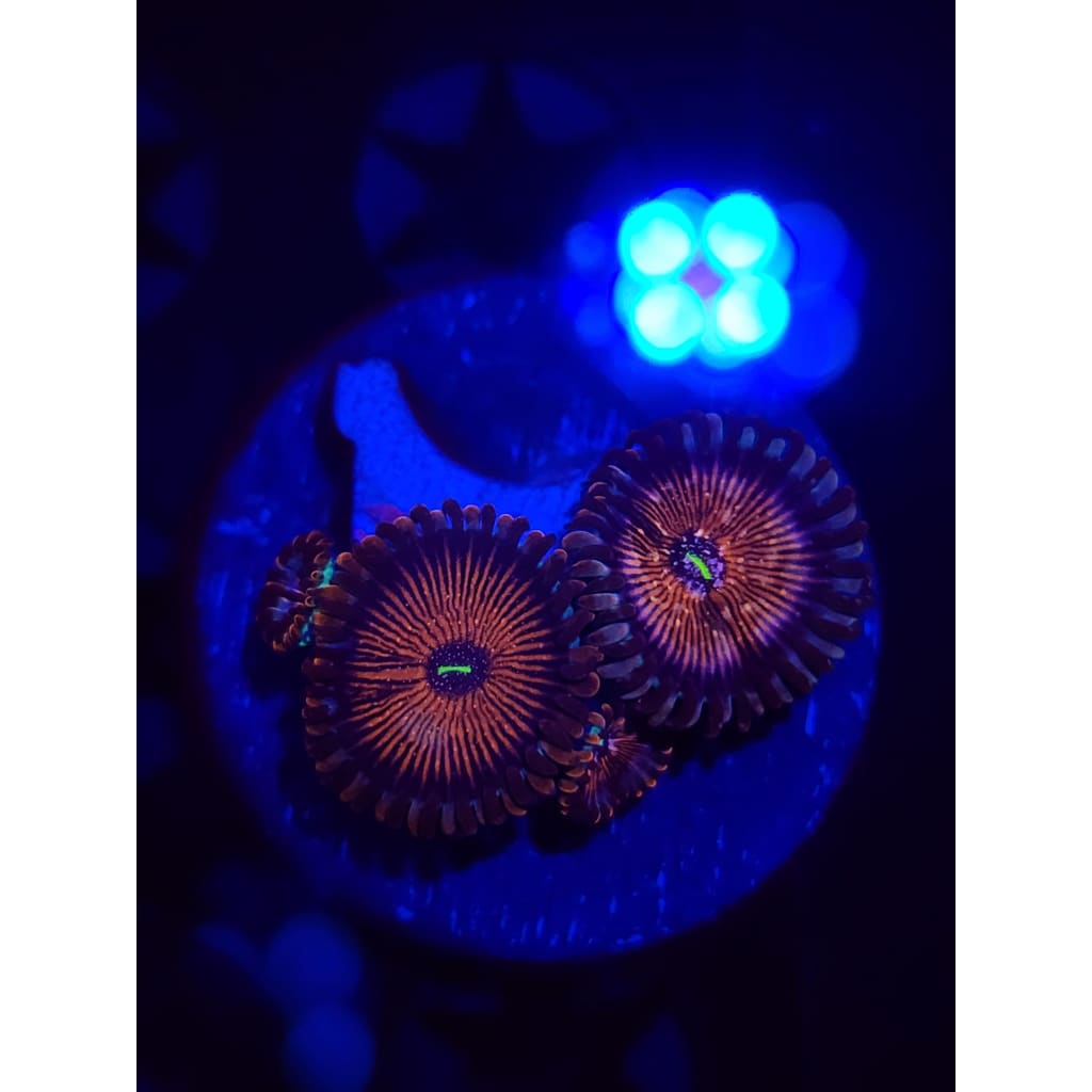 Warlock Zoanthid Frag WYSIWYG!