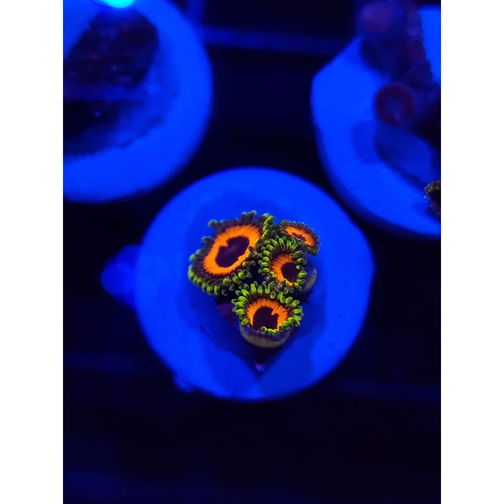 Whammin Watermelon Zoanthid Frag WYSIWYG!