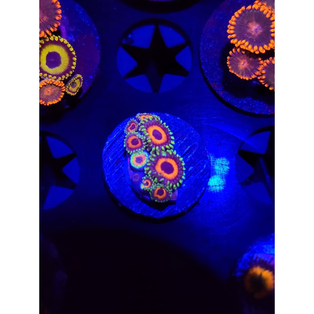 Whammin Watermelons Zoanthid Frag WYSIWYG!