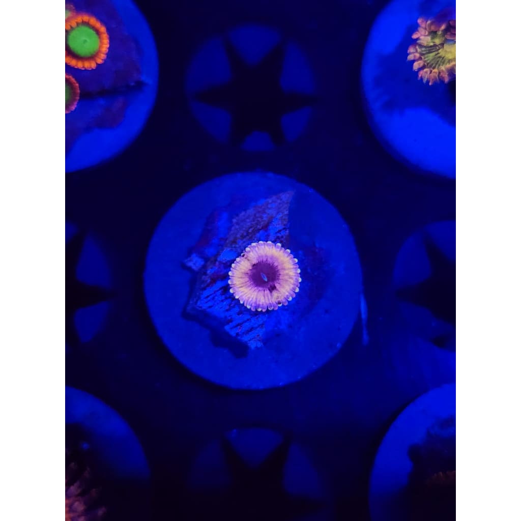 White Walker Zoanthid Frag WYSIWYG!