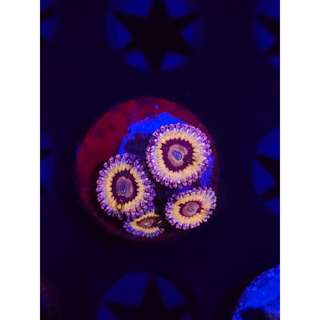 White Walker Zoanthid Frag WYSIWYG!