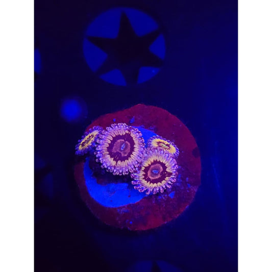 White Walker Zoanthid Frag WYSIWYG!