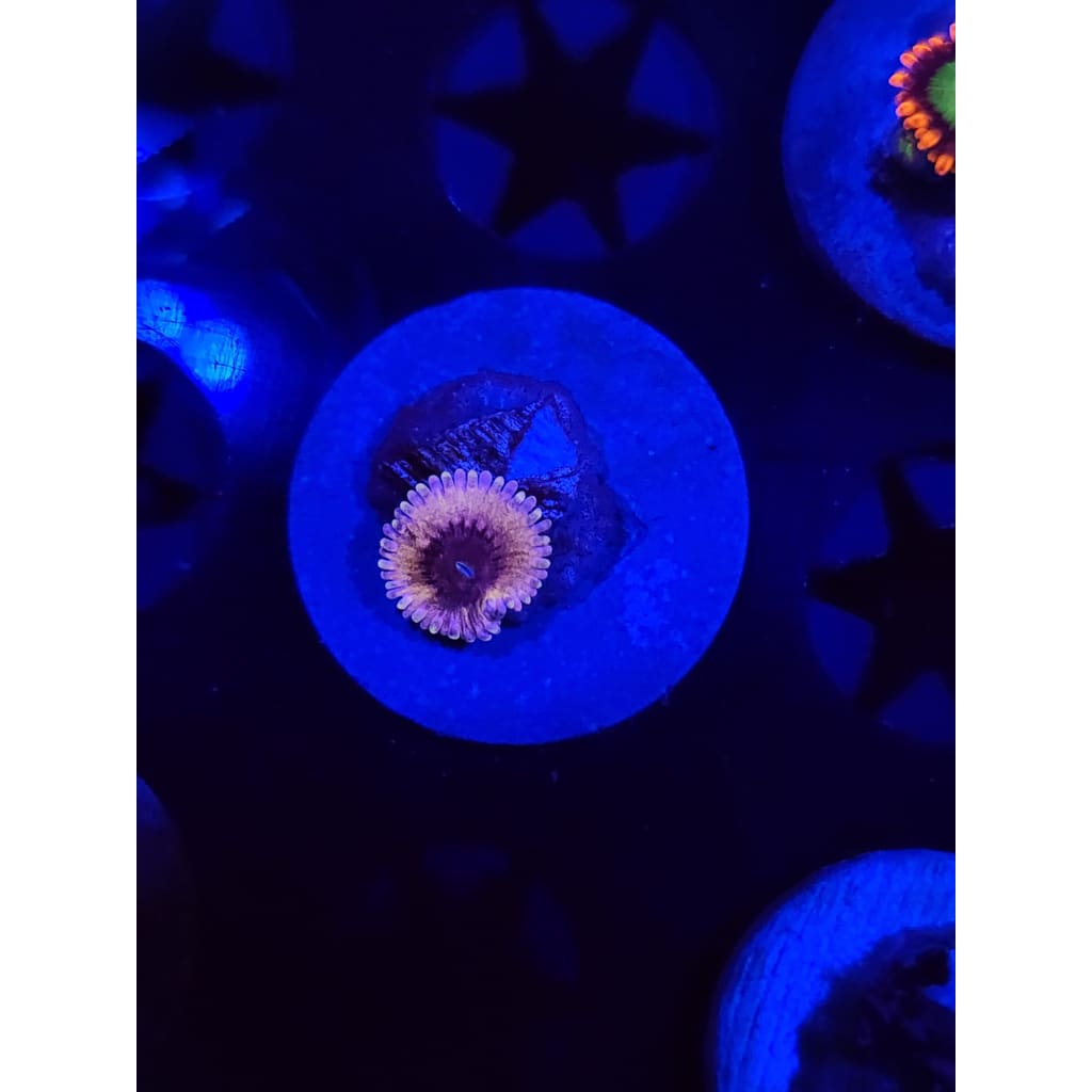 White Walkers Zoanthid Frag WYSIWYG!