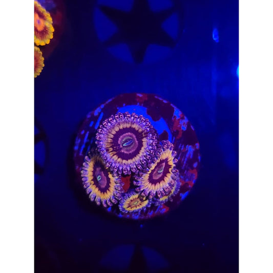 White Walkers Zoanthid Frag WYSIWYG!