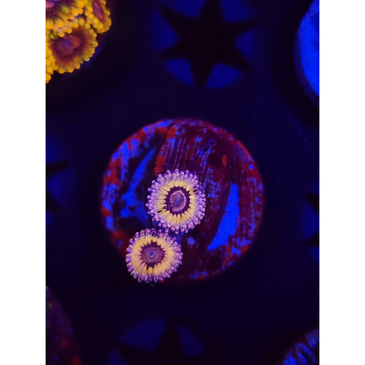 White Walkers Zoanthid Frag WYSIWYG!