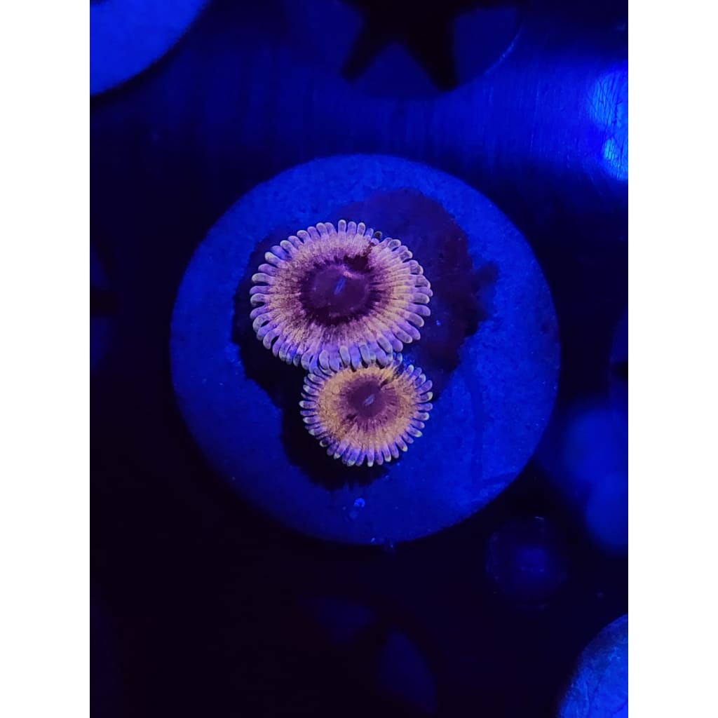 White Walkers Zoanthid Frag WYSIWYG!