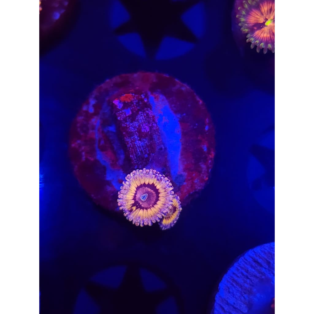 White Walkers Zoanthid Frag WYSIWYG!