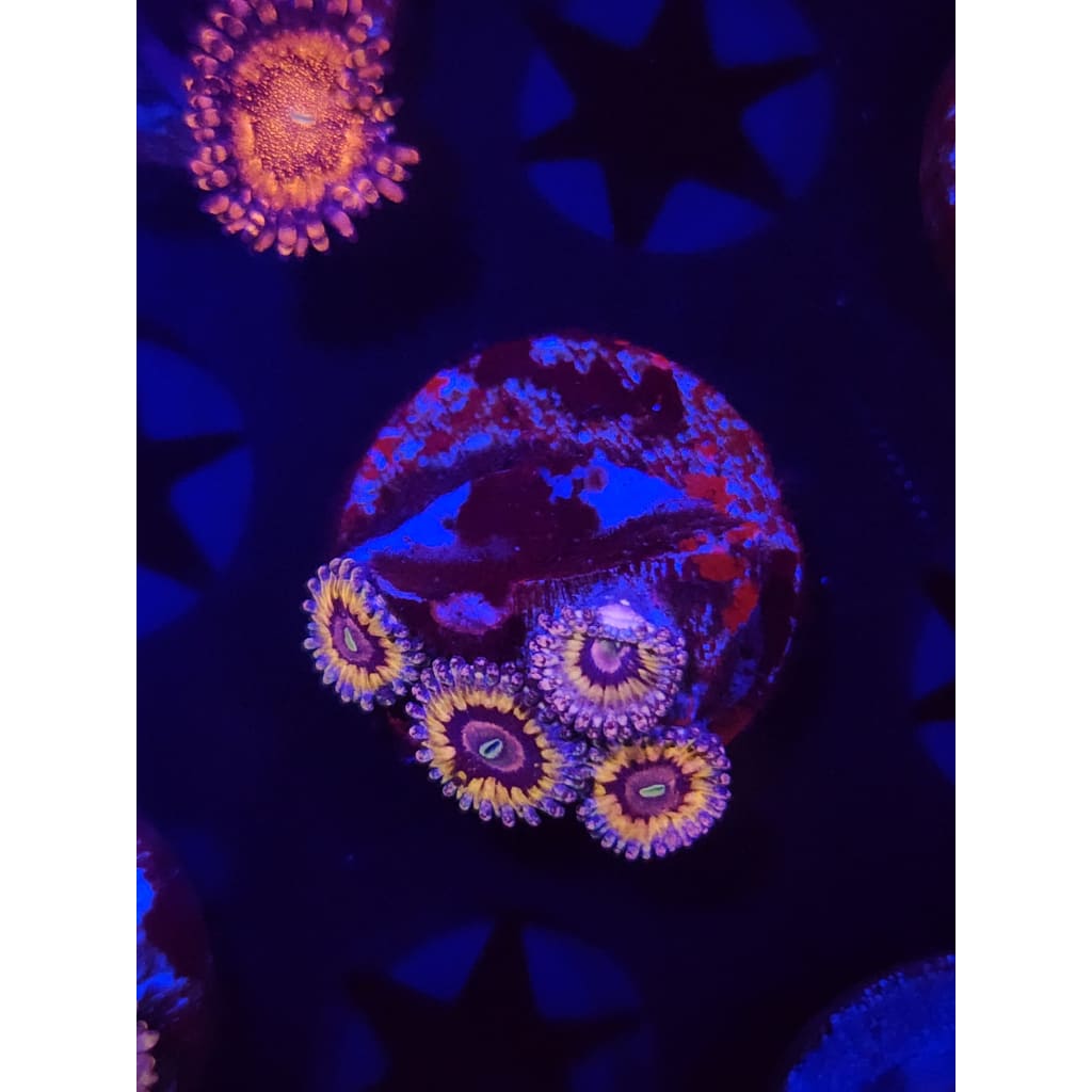 White Walkers Zoanthid Frag WYSIWYG!