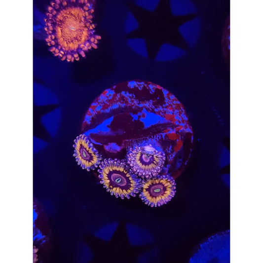 White Walkers Zoanthid Frag WYSIWYG!