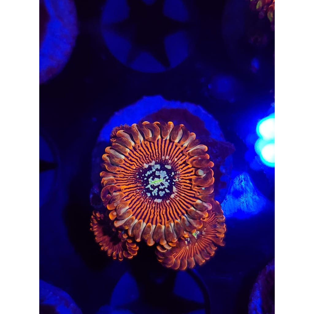 White Wizard Zoanthid Frag WYSIWYG!