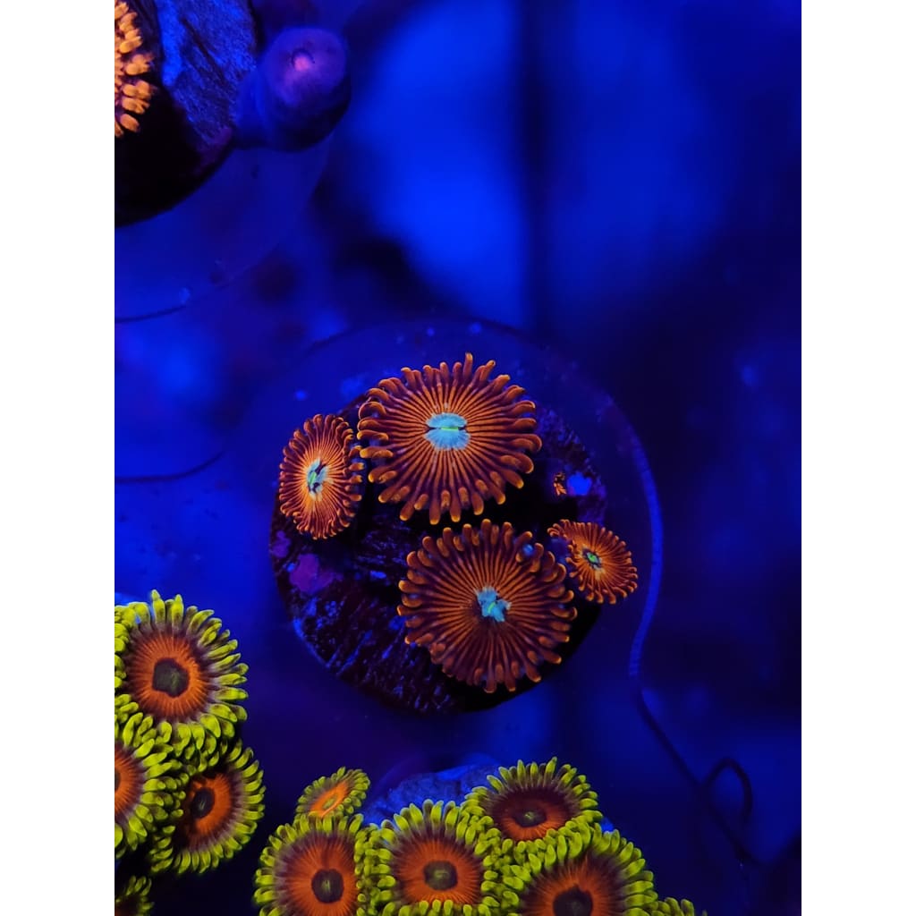 White Wizard Zoanthid Frag WYSIWYG!