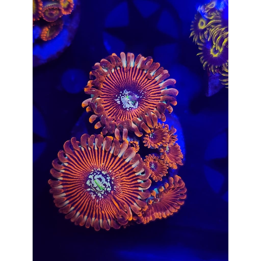 White Wizards Zoanthid Frag WYSIWYG!