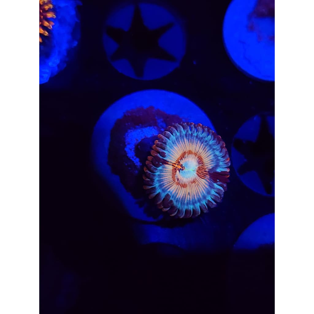 White Zombie Zoanthid Frag WYSIWYG!