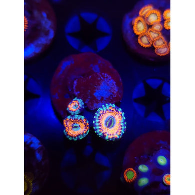 White Zombie Zoanthid Frag WYSIWYG!