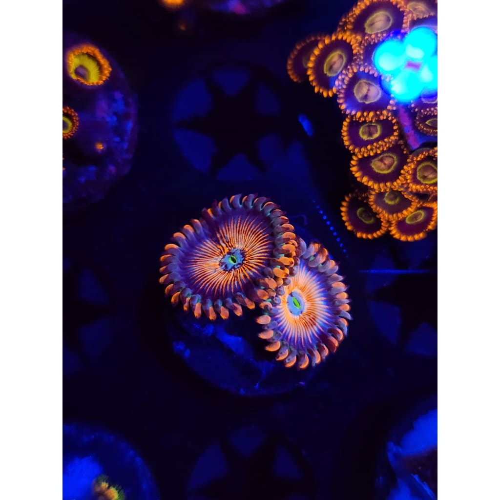 White Zombie Zoanthid Frag WYSIWYG!