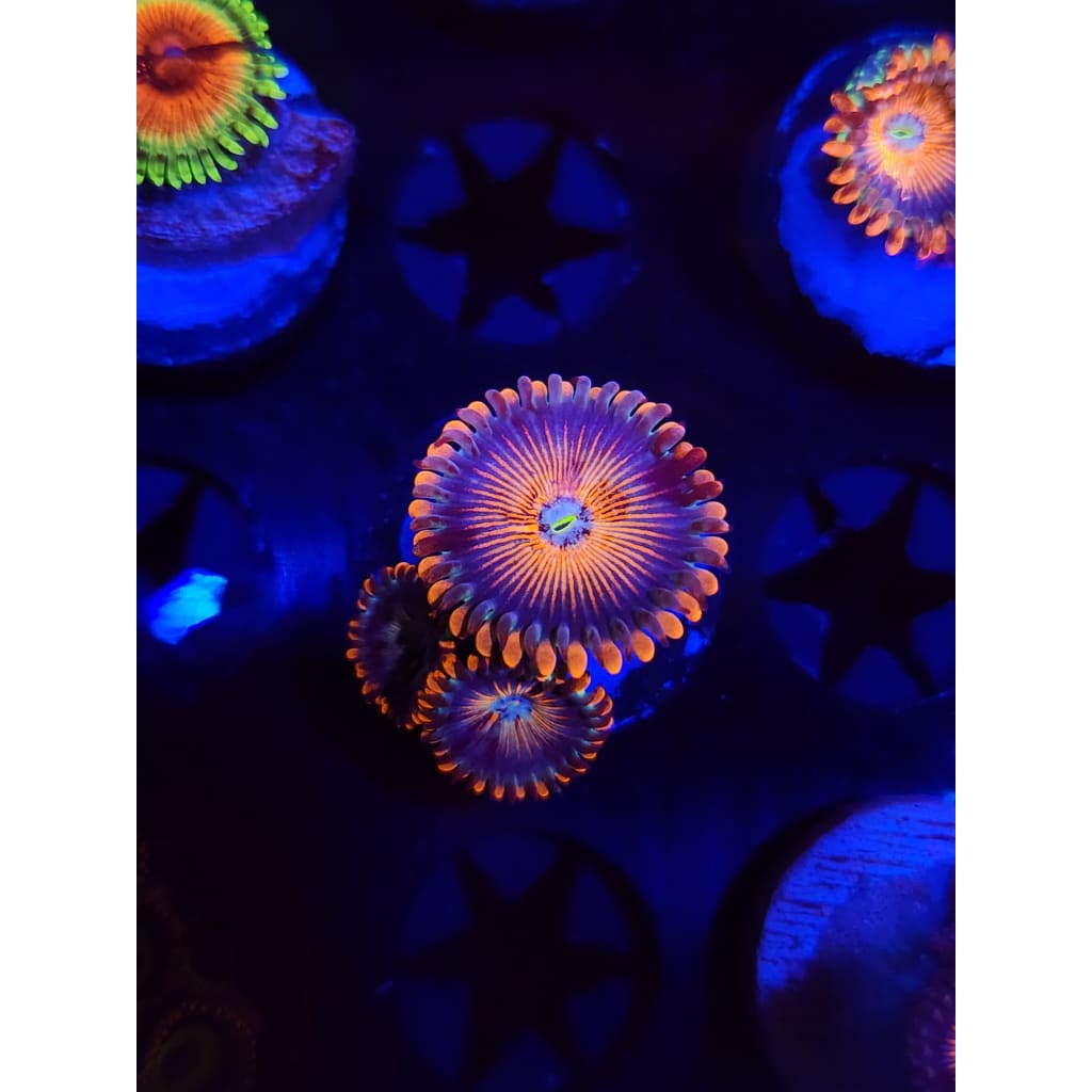White Zombie Zoanthid Frag WYSIWYG!