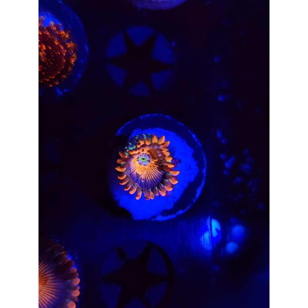 White Zombie Zoanthid Frag WYSIWYG!