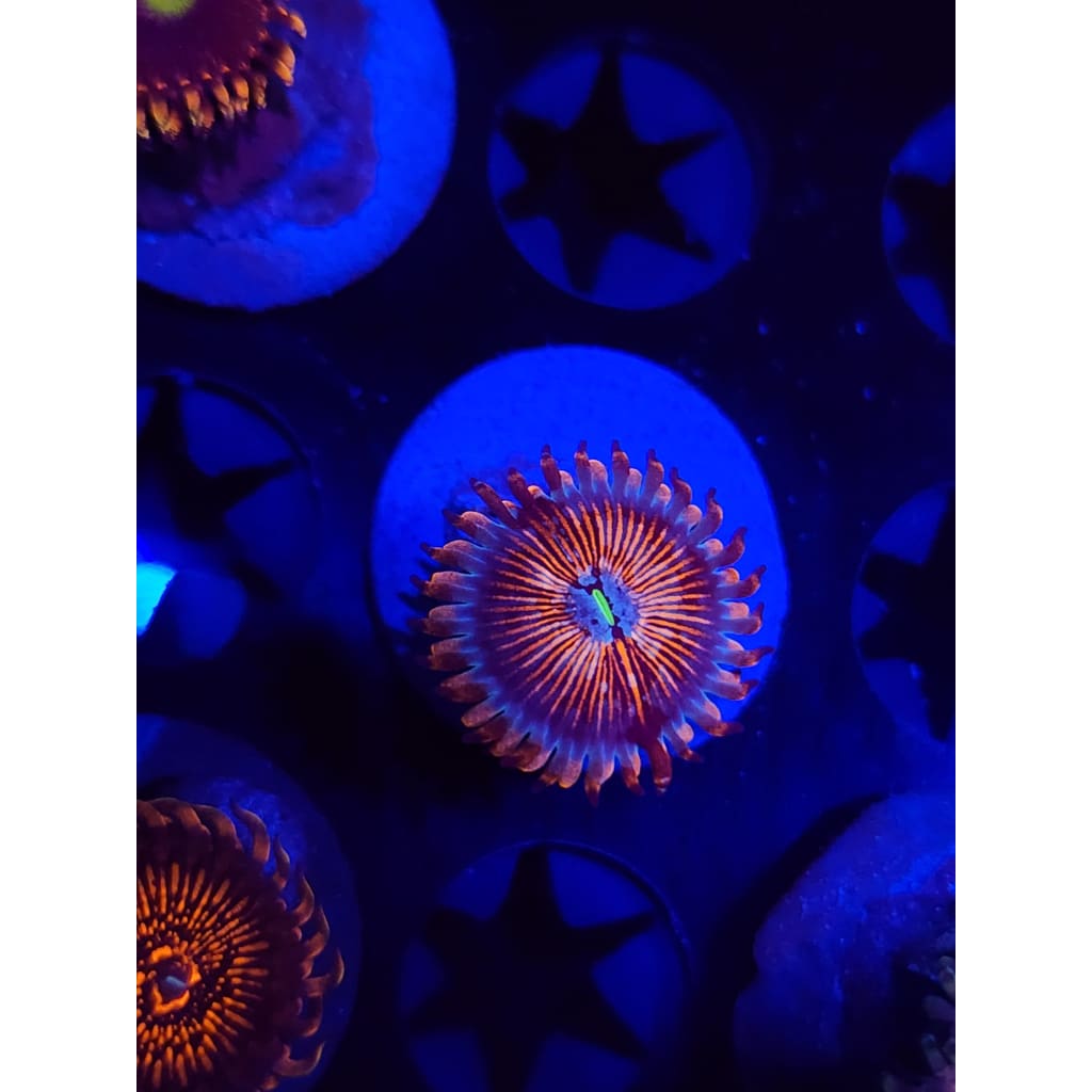 White Zombie Zoanthid Frag WYSIWYG!