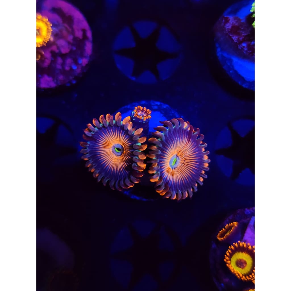 White Zombie Zoanthid Frag WYSIWYG!